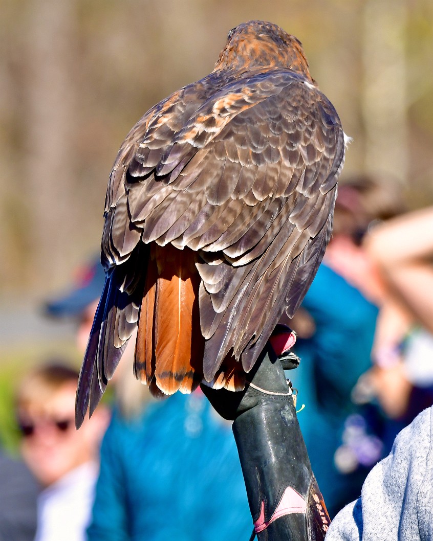 Feather Layers