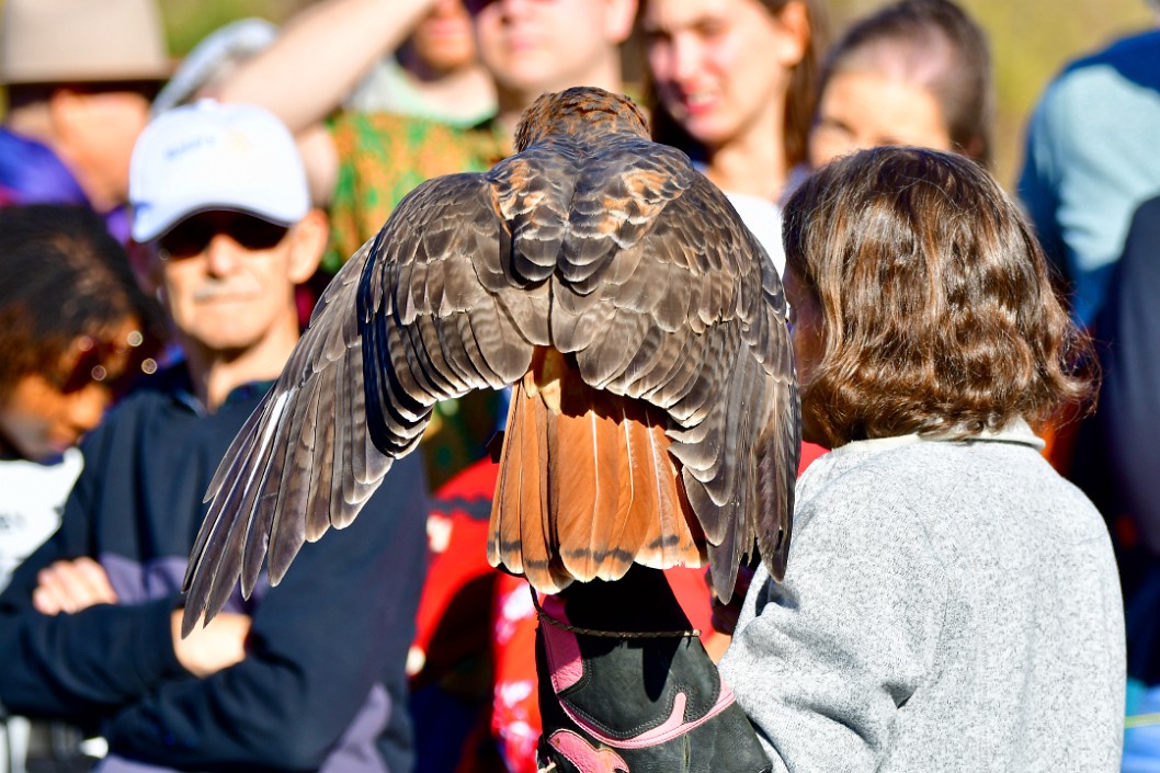 Left Wing Opening