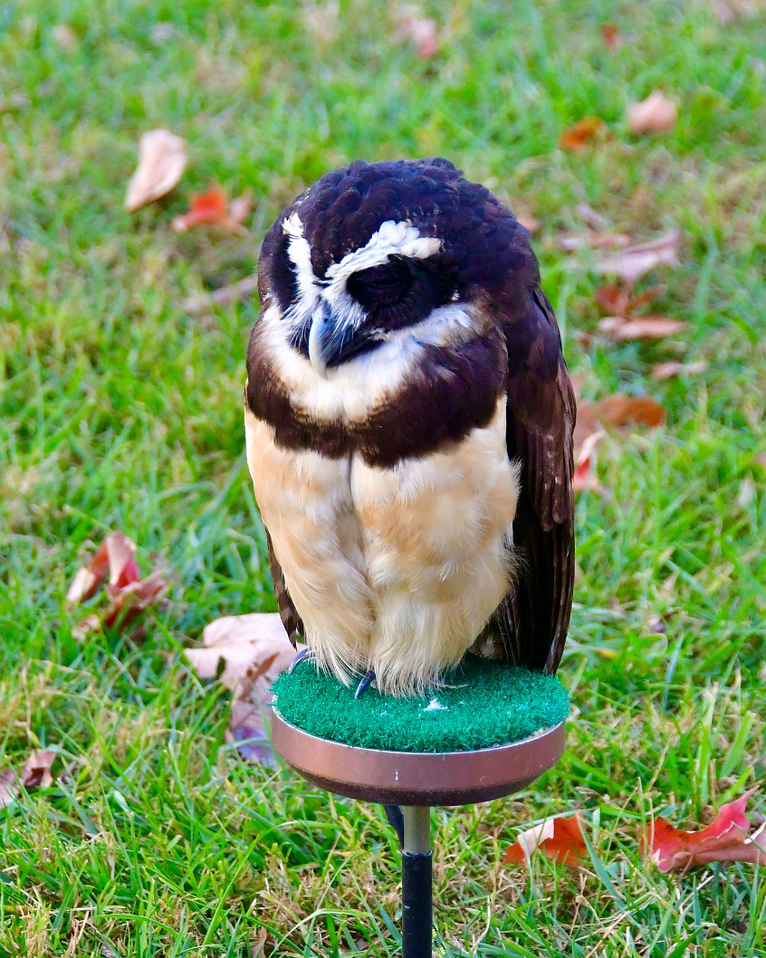 Resting Spectacled Owl