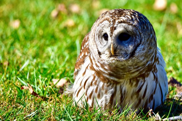 Barred Owls