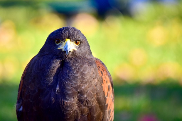 Harris's Hawks