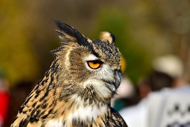 Pharoah Eagle-Owl