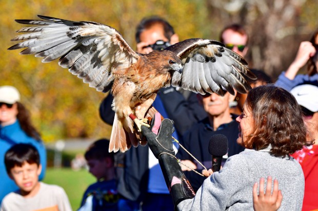 Red-Tailed Hawk