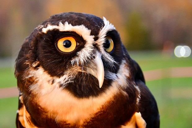 Spectacled Owl