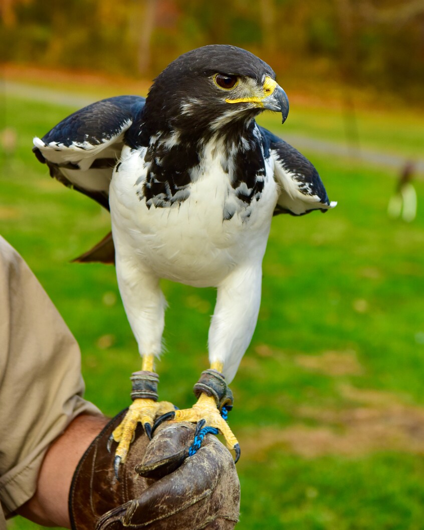 Settling on the Glove