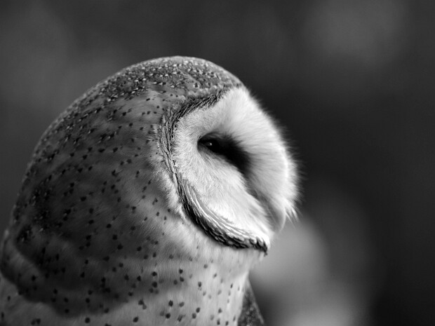 Barn Owls
