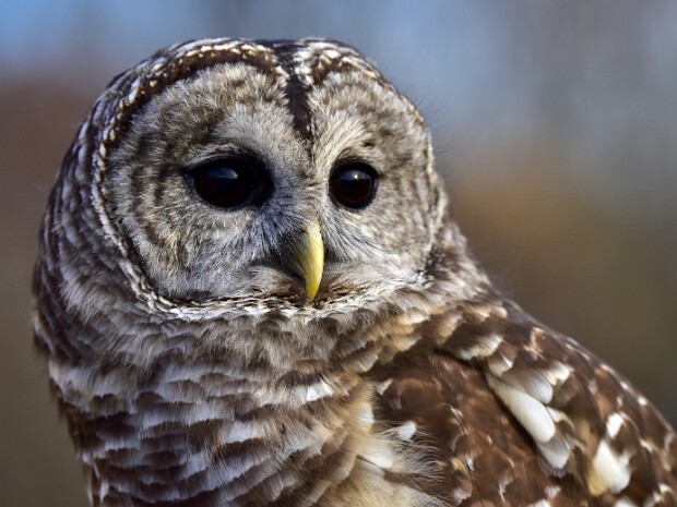 Barred Owls