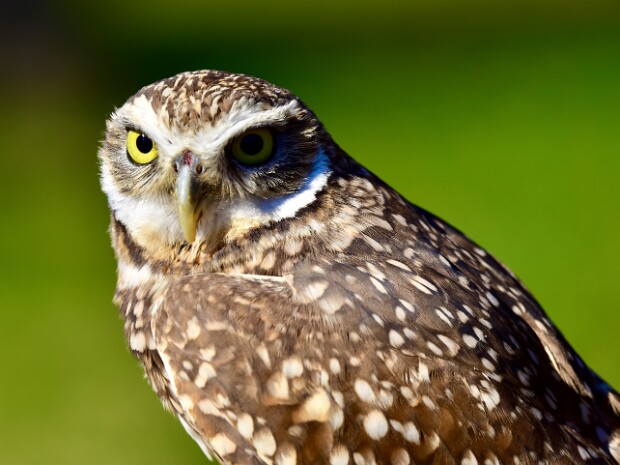 Burrowing Owl