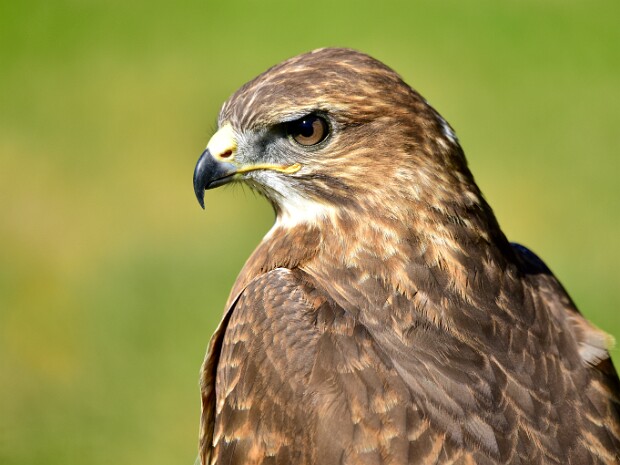 Common European Hawk