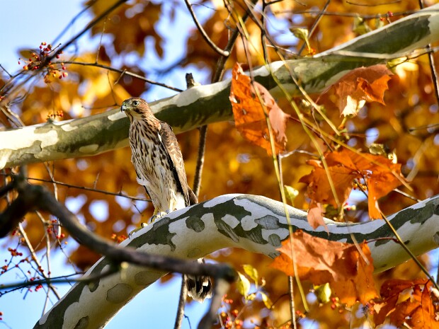 Coopers Hawk Release