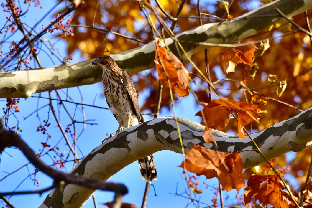 Thin Hawk in the Sycamore Tree