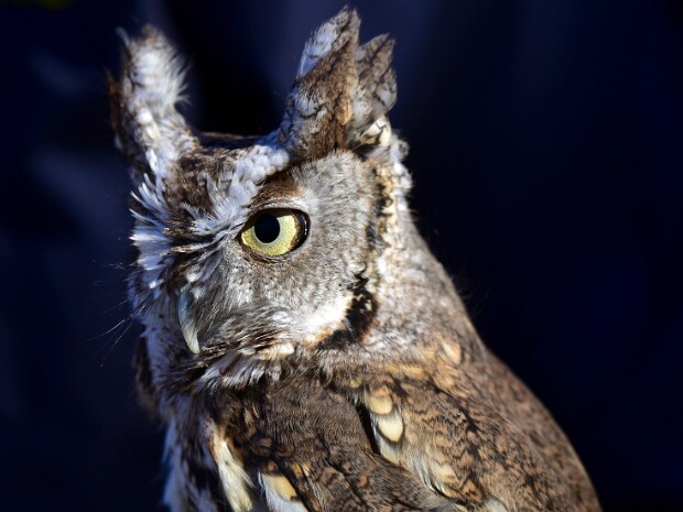Eastern Screech-Owls