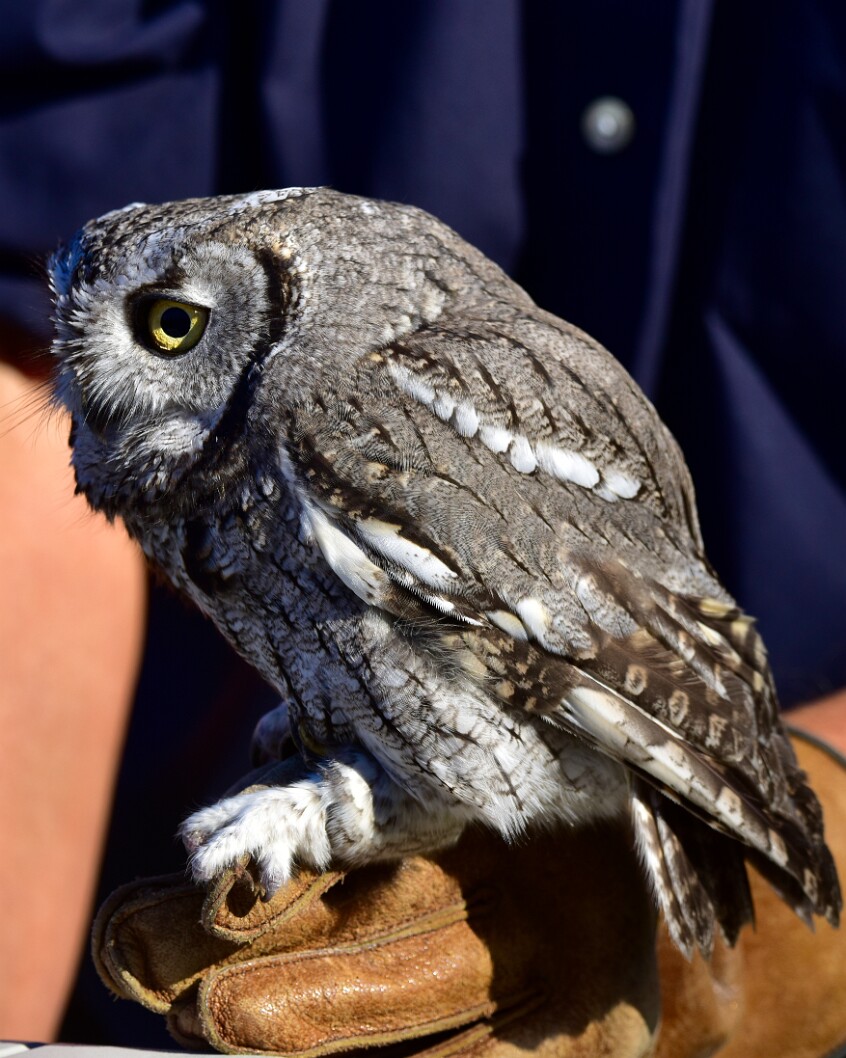 Yellow Through the Grey