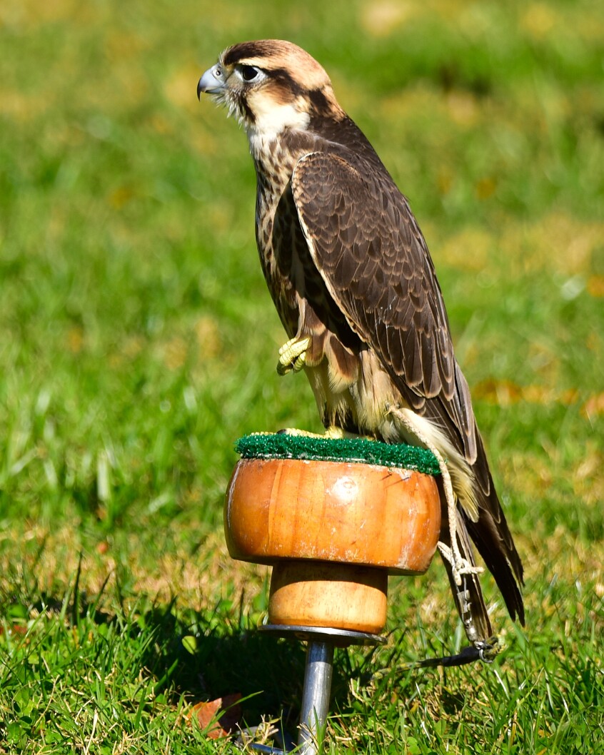Juvenile Lanner Falcon With Foot Up