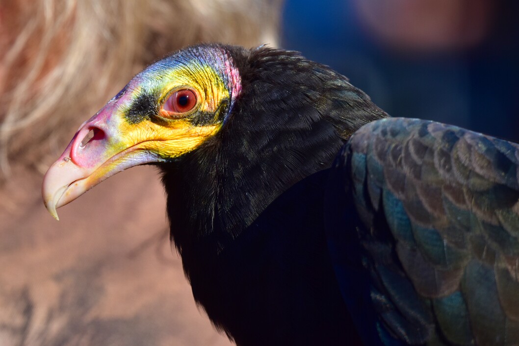 Nictitating Membrane Emerges