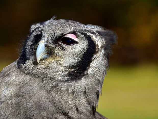 Milky Eagle-Owl