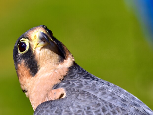 Red-Naped Shaheen Falcon