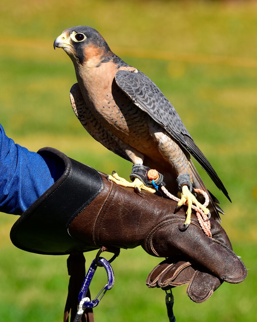 Red Nape and Long Toes
