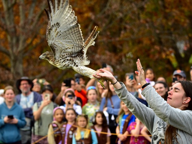 Red-Tailed Hawk Release