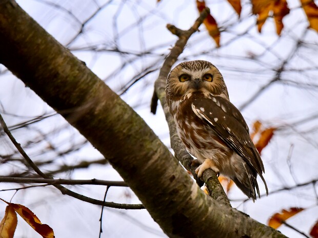 Saw-Whet Owl Release