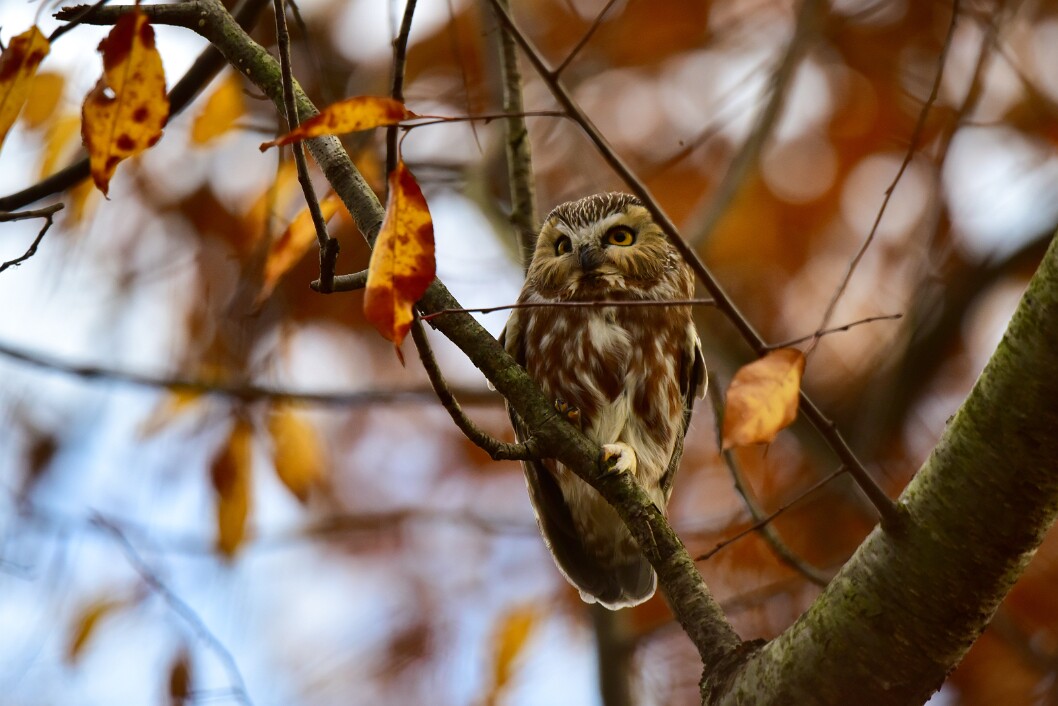Among the Remaining Leaves 1