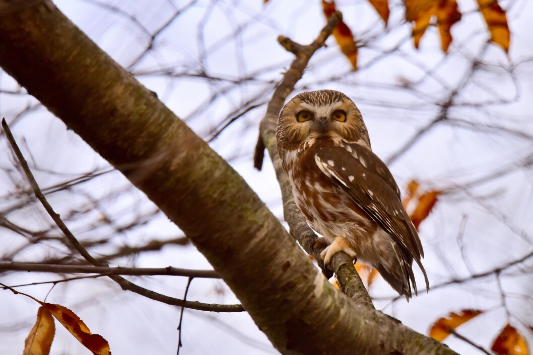 Cutest Little Murder Ewok 1