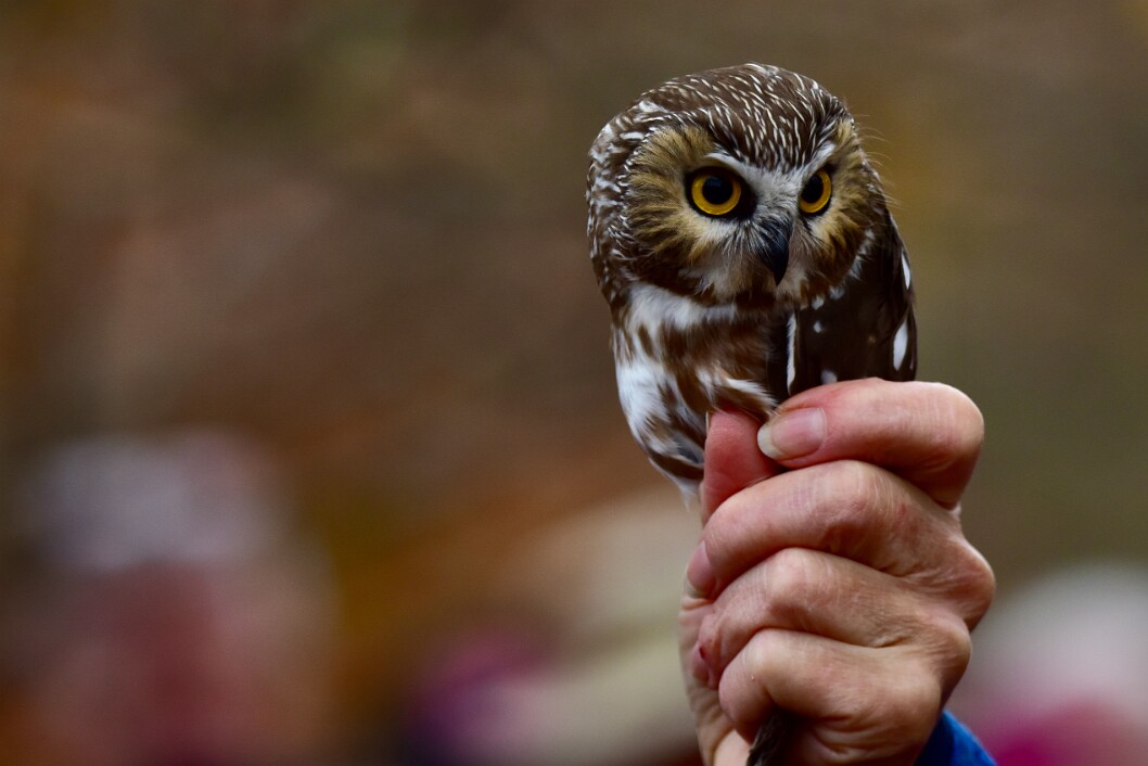 Like an Owl Ice Cream Cone