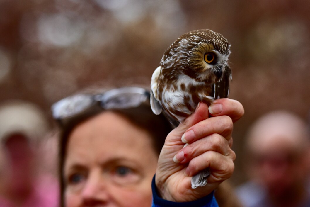 Little Face and Big Eye