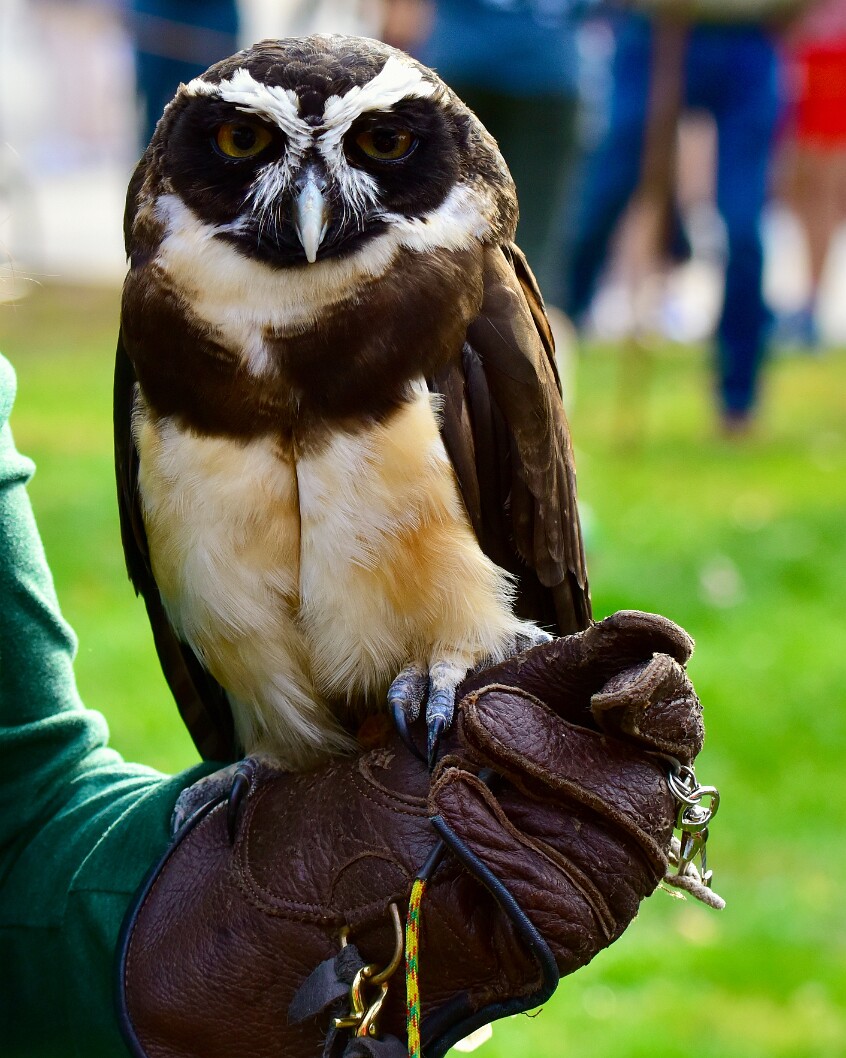 Through Spectacled Eyes