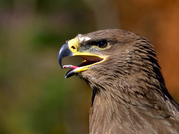 Steppe Eagle
