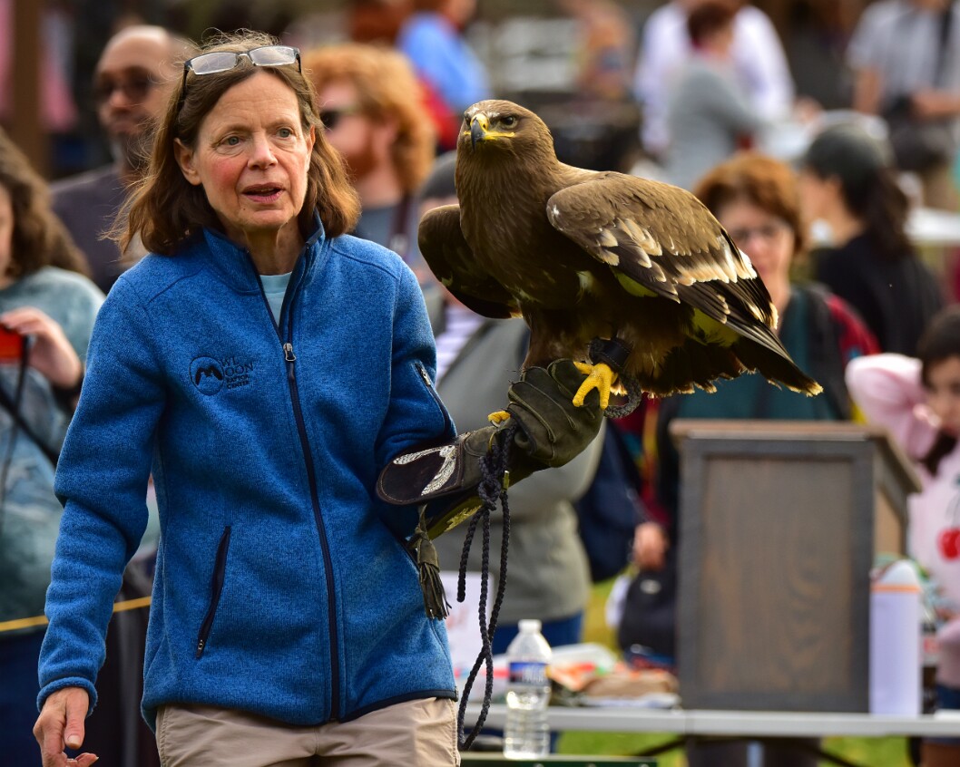 Handling the Steppe Eagle