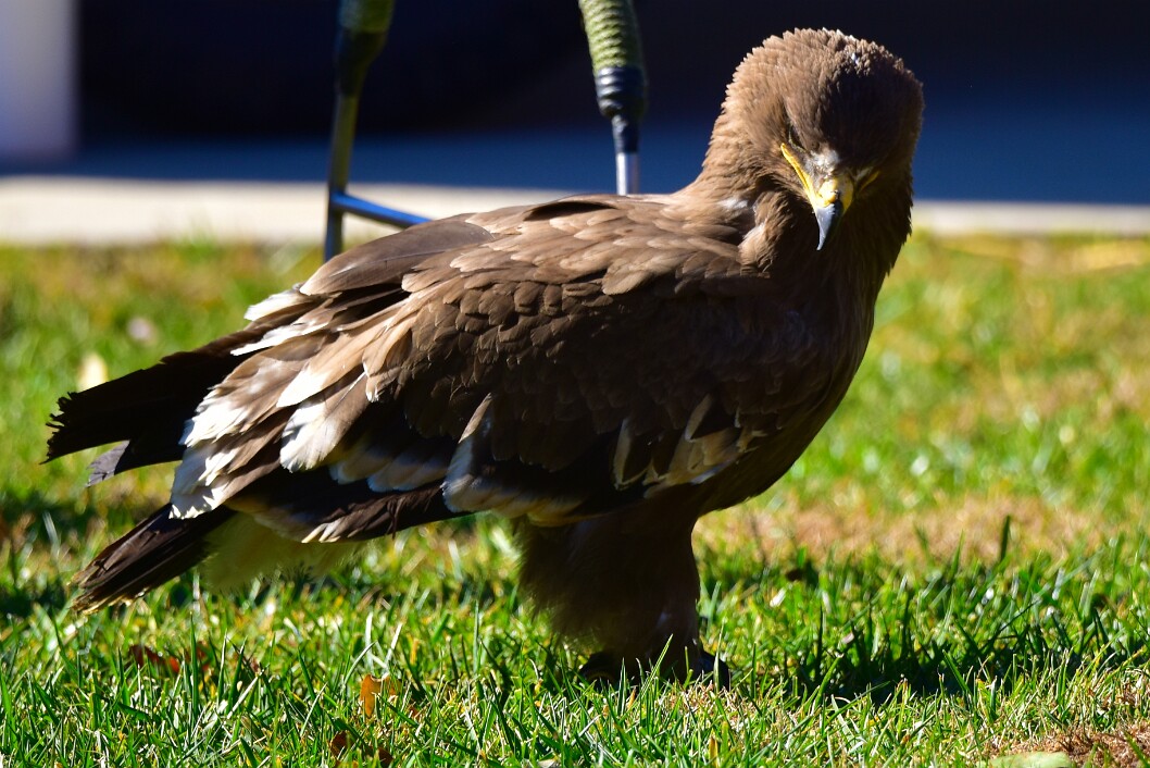 Textured Brown Feathers