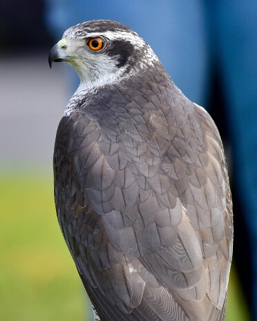 American Goshawk