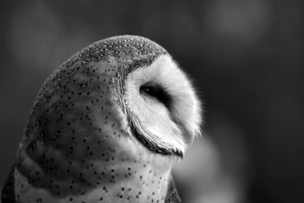 Barn Owls