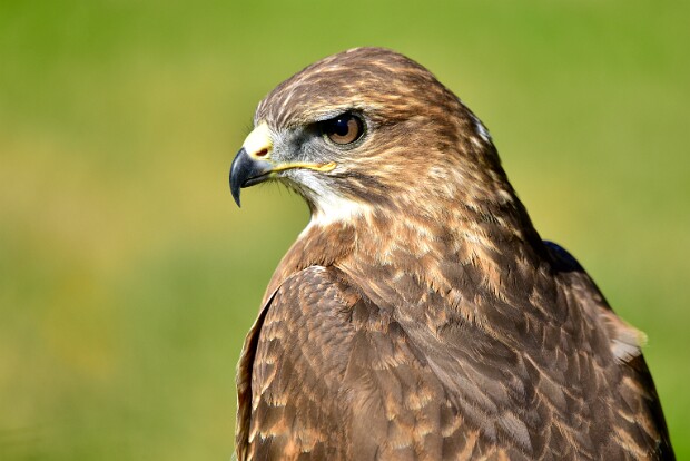 Common European Hawk