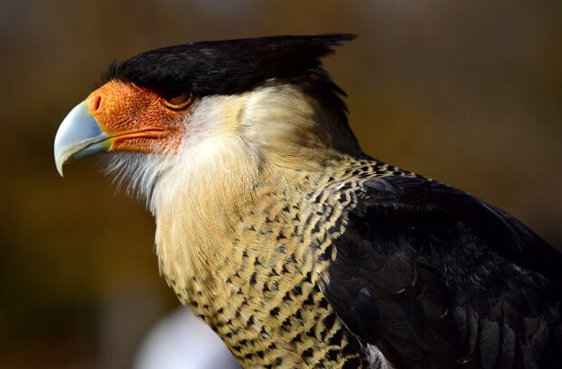 Crested Caracara