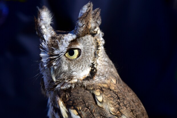 Eastern Screech-Owls