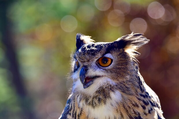 Eurasian Eagle-Owl