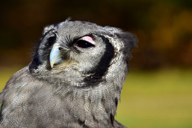 Milky Eagle-Owl