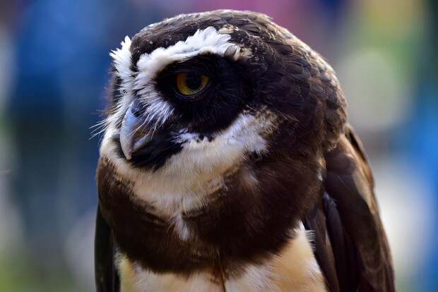 Spectacled Owl