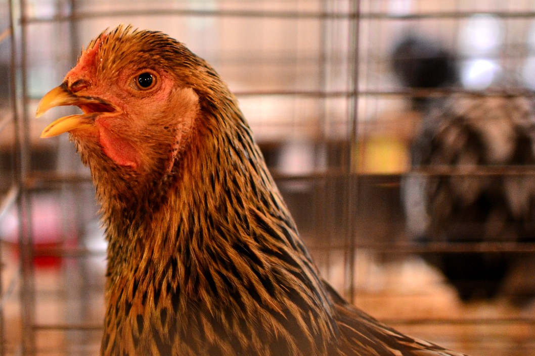 Gold Laced Hen Gold Laced Hen