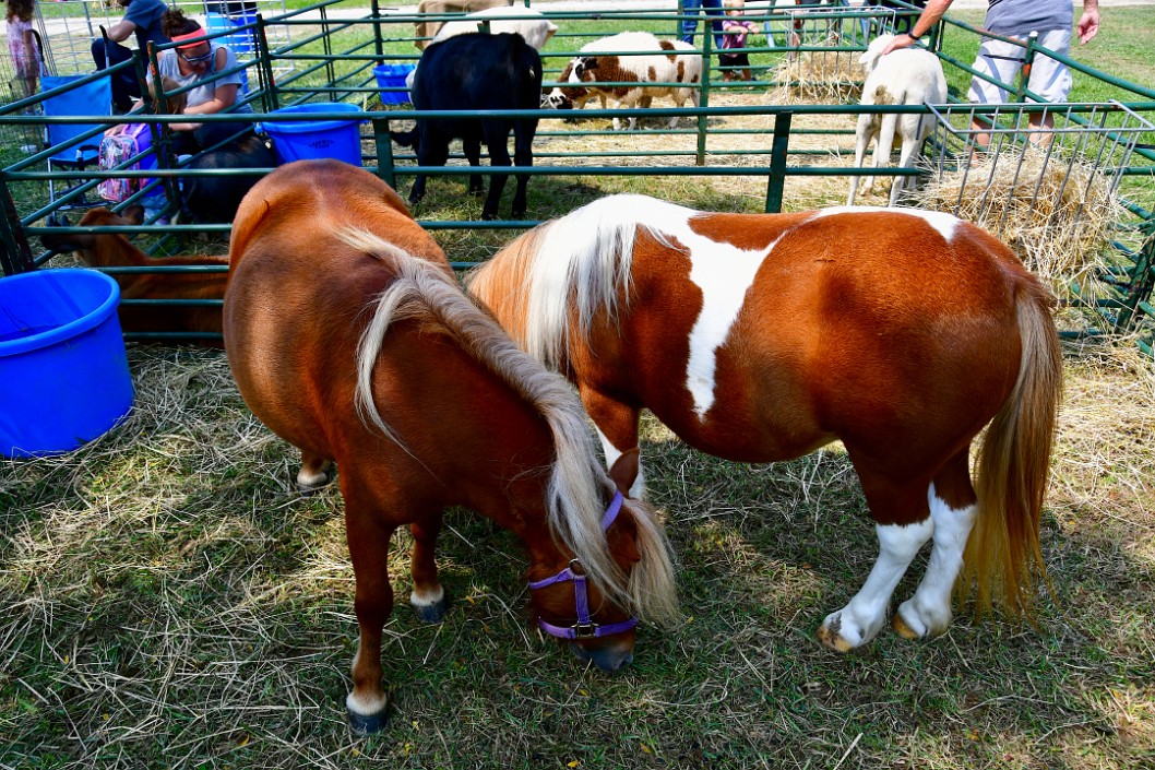 Two Feeding Miniature Horses