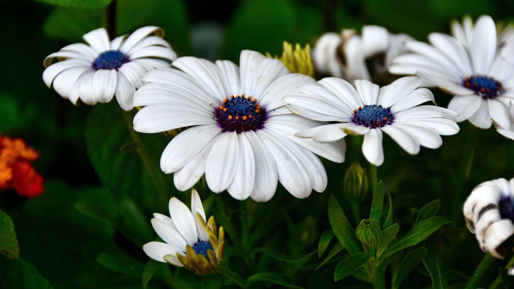 Blue-and-white Daisybush Daisies