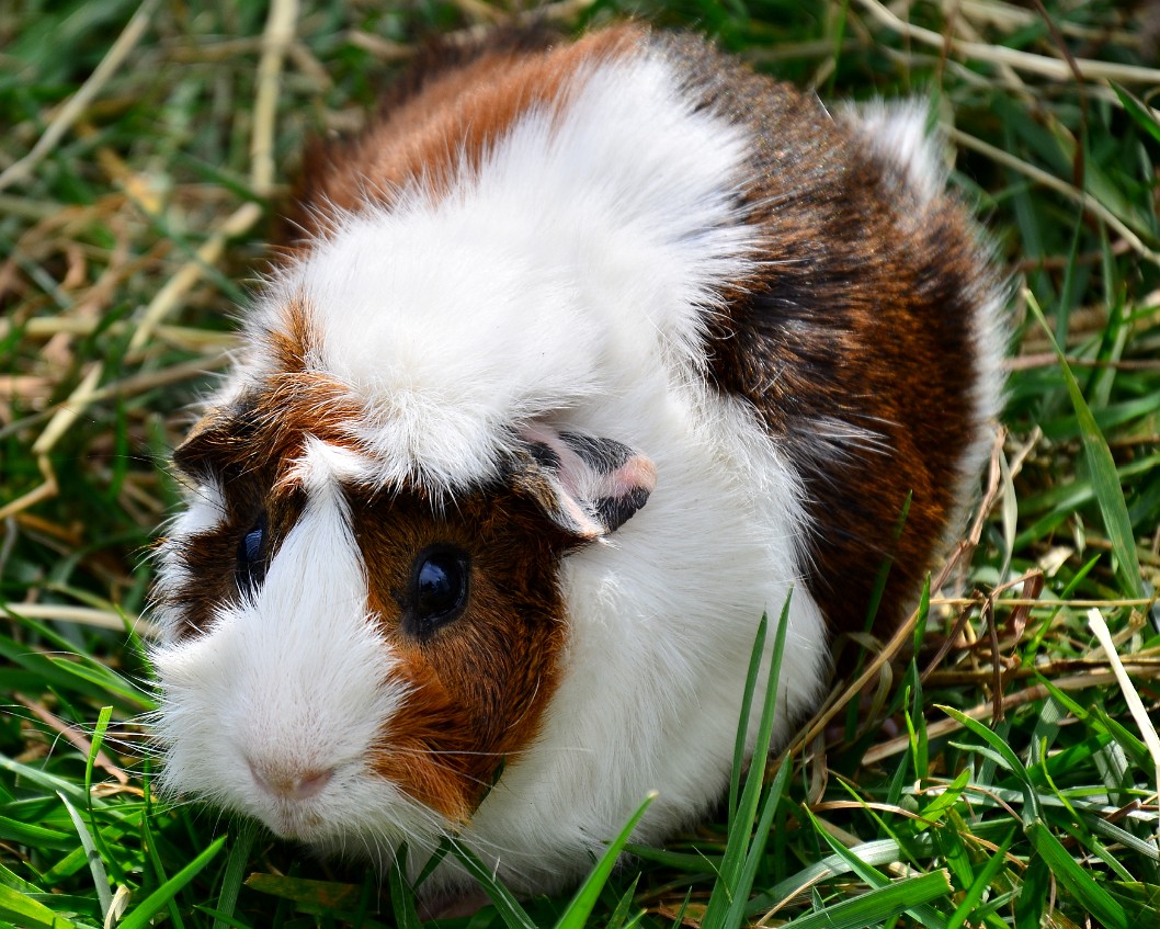 Guinea Pig With Spotted Ear Guinea Pig With Spotted Ear