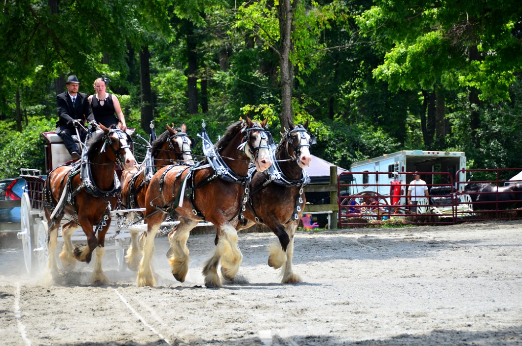 Clydesdale Pull