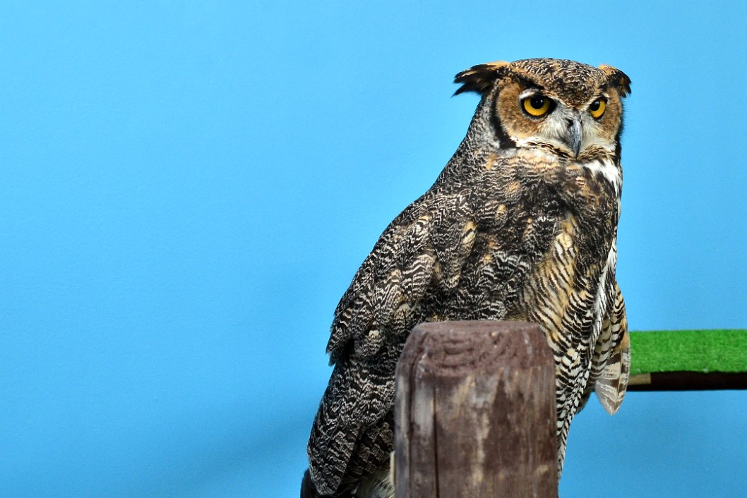 Horned Owl Stoic Horned Owl Stoic