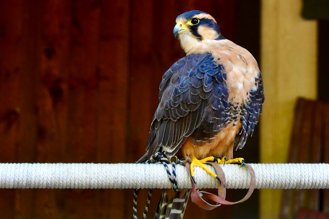 Flare the Aplomado Falcon Perched