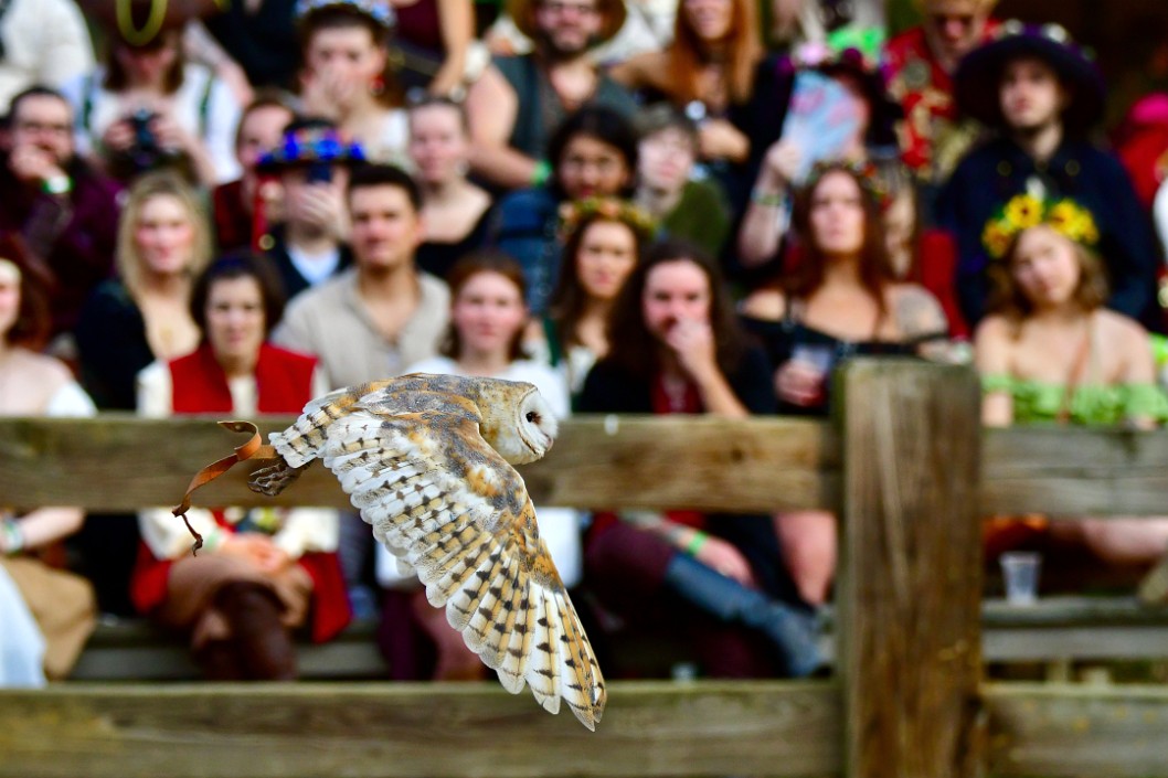 Barn Owl Fast in Flight