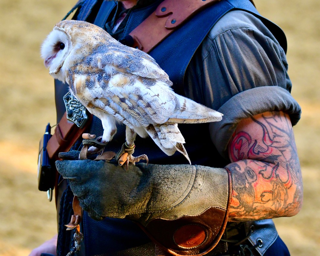 Barn Owl in Hand