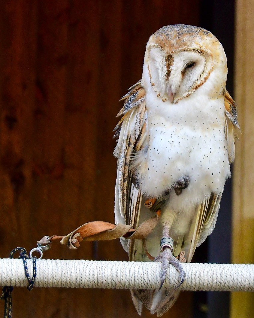 Barn Owl on a Foot